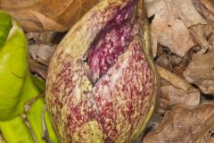 Eastern Skunk Cabbage, Symplocarpus foetidus