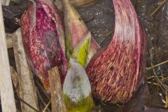 Eastern Skunk Cabbage, Symplocarpus foetidus