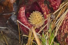 Eastern Skunk Cabbage, Symplocarpus foetidus