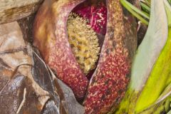 Eastern Skunk Cabbage, Symplocarpus foetidus