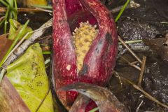 Eastern Skunk Cabbage, Symplocarpus foetidus