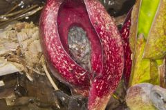 Eastern Skunk Cabbage, Symplocarpus foetidus