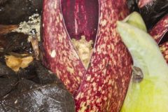 Eastern Skunk Cabbage, Symplocarpus foetidus