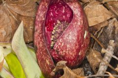 Eastern Skunk Cabbage, Symplocarpus foetidus