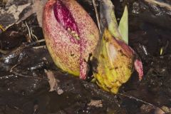 Eastern Skunk Cabbage, Symplocarpus foetidus