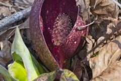 Eastern Skunk Cabbage, Symplocarpus foetidus