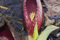 Eastern Skunk Cabbage, Symplocarpus foetidus