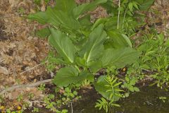 Eastern Skunk Cabbage, Symplocarpus foetidus
