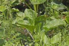 Eastern Skunk Cabbage, Symplocarpus foetidus