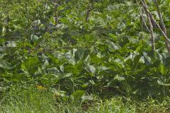 Eastern Skunk Cabbage, Symplocarpus foetidus