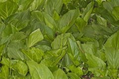 Eastern Skunk Cabbage, Symplocarpus foetidus