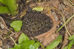 Eastern Skunk Cabbage, Symplocarpus foetidus