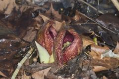 Eastern Skunk Cabbage, Symplocarpus foetidus