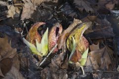 Eastern Skunk Cabbage, Symplocarpus foetidus