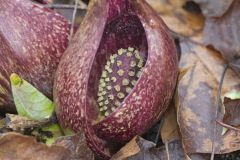 Eastern Skunk Cabbage, Symplocarpus foetidus