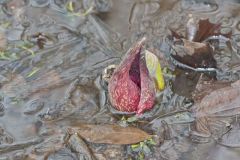 Eastern Skunk Cabbage, Symplocarpus foetidus