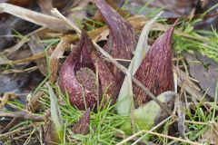 Eastern Skunk Cabbage, Symplocarpus foetidus