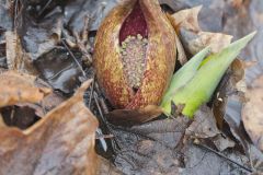 Eastern Skunk Cabbage, Symplocarpus foetidus