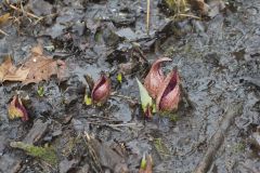 Eastern Skunk Cabbage, Symplocarpus foetidus