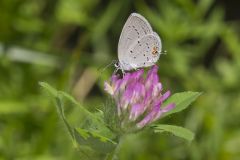 Eastern Tailed Blue, Everes comyntas