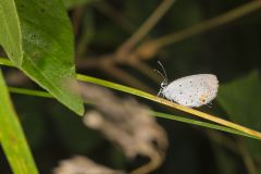 Eastern Tailed Blue, Everes comyntas