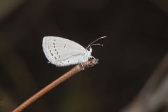 Eastern Tailed Blue, Everes comyntas