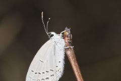 Eastern Tailed Blue, Everes comyntas