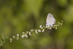 Eastern Tailed Blue, Everes comyntas