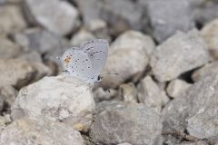 Eastern Tailed Blue, Everes comyntas