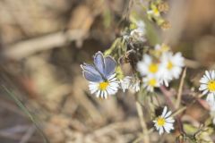 Eastern Tailed Blue, Everes comyntas