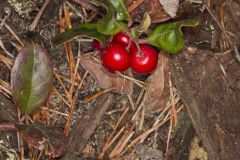 Eastern Teaberry, Gaultheria procumbens