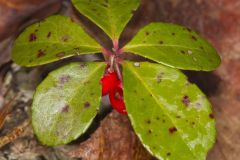 Eastern Teaberry, Gaultheria procumbens