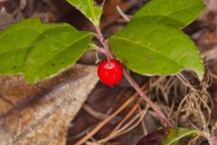 Eastern Teaberry, Gaultheria procumbens