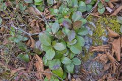 Eastern Teaberry, Gaultheria procumbens