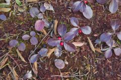 Eastern Teaberry, Gaultheria procumbens