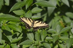 Eastern Tiger Swallowtail, Papilio glaucus