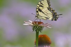 Eastern Tiger Swallowtail, Papilio glaucus