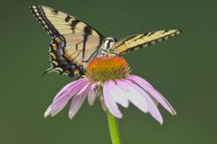 Eastern Tiger Swallowtail, Papilio glaucus