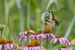 Eastern Tiger Swallowtail, Papilio glaucus