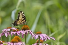 Eastern Tiger Swallowtail, Papilio glaucus