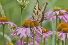 Eastern Tiger Swallowtail, Papilio glaucus