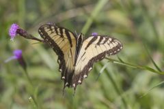 Eastern Tiger Swallowtail, Papilio glaucus