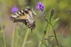 Eastern Tiger Swallowtail, Papilio glaucus