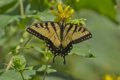 Eastern Tiger Swallowtail, Papilio glaucus