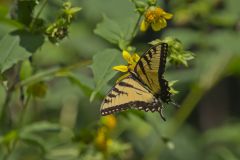 Eastern Tiger Swallowtail, Papilio glaucus