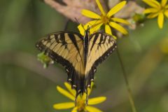 Eastern Tiger Swallowtail, Papilio glaucus