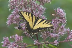 Eastern Tiger Swallowtail, Papilio glaucus