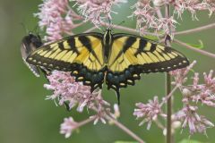 Eastern Tiger Swallowtail, Papilio glaucus