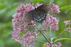 Eastern Tiger Swallowtail, Papilio glaucus