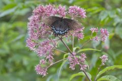 Eastern Tiger Swallowtail, Papilio glaucus